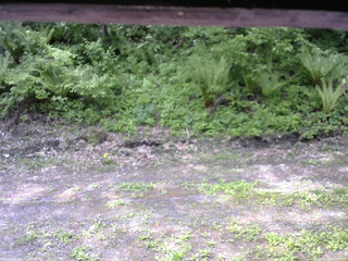長野県菅平高原 ゆたか山荘 東側(坂下) 2026/05/27 09:45