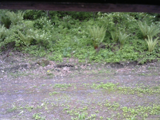 長野県菅平高原 ゆたか山荘 東側(坂下) 2026/05/27 13:00