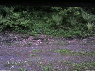 長野県菅平高原 ゆたか山荘 東側(坂下) 2026/05/27 19:00
