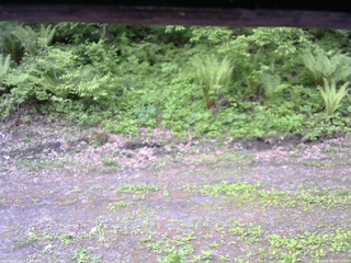 長野県菅平高原 ゆたか山荘 東側(坂下) 2026/05/28 06:15