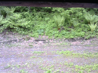 長野県菅平高原 ゆたか山荘 東側(坂下) 2026/05/28 06:45