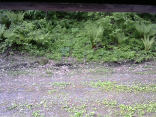 長野県菅平高原 ゆたか山荘 東側(坂下) 2026/05/28 07:45
