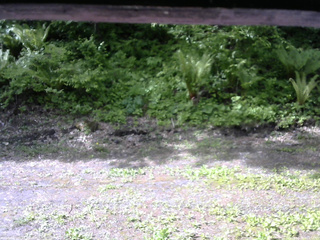 長野県菅平高原 ゆたか山荘 東側(坂下) 2026/05/28 08:15