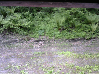 長野県菅平高原 ゆたか山荘 東側(坂下) 2026/05/28 10:00