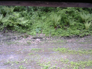 長野県菅平高原 ゆたか山荘 東側(坂下) 2026/05/28 10:45
