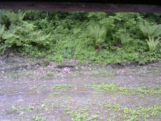 長野県菅平高原 ゆたか山荘 東側(坂下) 2026/05/28 11:45