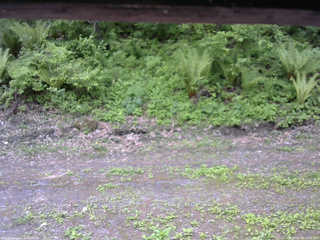 長野県菅平高原 ゆたか山荘 東側(坂下) 2026/05/28 13:00