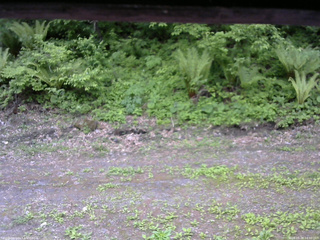 長野県菅平高原 ゆたか山荘 東側(坂下) 2026/05/28 14:30