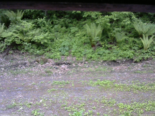 長野県菅平高原 ゆたか山荘 東側(坂下) 2026/05/28 15:00
