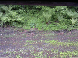 長野県菅平高原 ゆたか山荘 東側(坂下) 2026/05/28 17:00