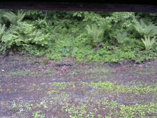 長野県菅平高原 ゆたか山荘 東側(坂下) 2026/05/28 17:30