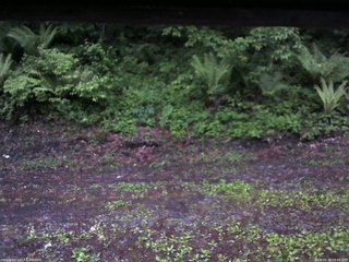 長野県菅平高原 ゆたか山荘 東側(坂下) 2026/05/28 18:45