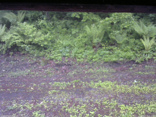 長野県菅平高原 ゆたか山荘 東側(坂下) 2026/05/29 06:15