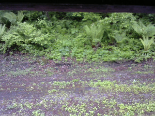 長野県菅平高原 ゆたか山荘 東側(坂下) 2026/05/29 07:15