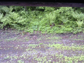 長野県菅平高原 ゆたか山荘 東側(坂下) 2026/05/29 07:45