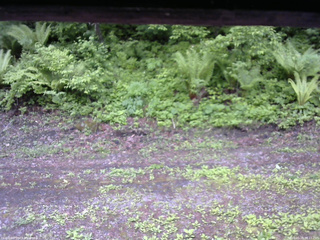 長野県菅平高原 ゆたか山荘 東側(坂下) 2026/05/29 08:15