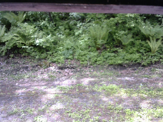 長野県菅平高原 ゆたか山荘 東側(坂下) 2026/05/29 09:15