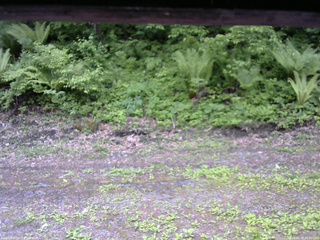 長野県菅平高原 ゆたか山荘 東側(坂下) 2026/05/29 10:00