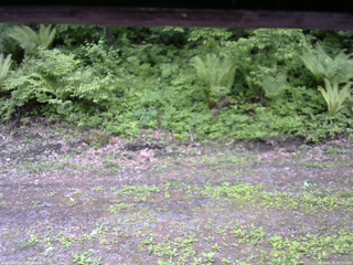 長野県菅平高原 ゆたか山荘 東側(坂下) 2026/05/29 10:15