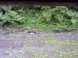 長野県菅平高原 ゆたか山荘 東側(坂下) 2026/05/29 11:15