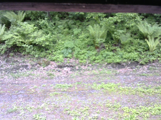 長野県菅平高原 ゆたか山荘 東側(坂下) 2026/05/29 12:45