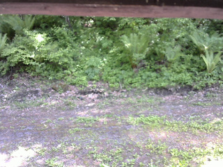 長野県菅平高原 ゆたか山荘 東側(坂下) 2026/05/29 13:45