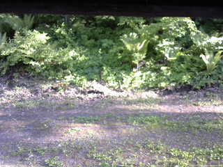 長野県菅平高原 ゆたか山荘 東側(坂下) 2026/05/29 16:45