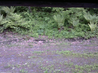 長野県菅平高原 ゆたか山荘 東側(坂下) 2026/05/29 18:15