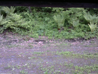 長野県菅平高原 ゆたか山荘 東側(坂下) 2026/05/29 18:30
