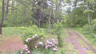長野県菅平高原 ゆたか山荘 坂上 2026/05/29 09:00