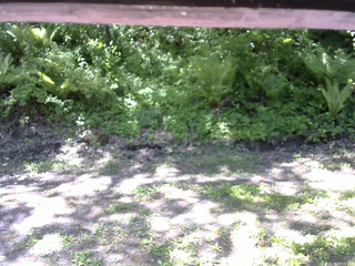 長野県菅平高原 ゆたか山荘 東側(坂下) 2026/05/30 09:30
