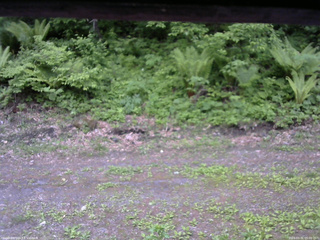 長野県菅平高原 ゆたか山荘 東側(坂下) 2026/05/31 05:00