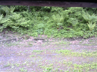 長野県菅平高原 ゆたか山荘 東側(坂下) 2026/05/31 06:45