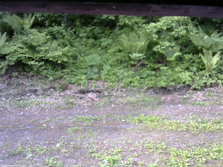 長野県菅平高原 ゆたか山荘 東側(坂下) 2026/05/31 07:15