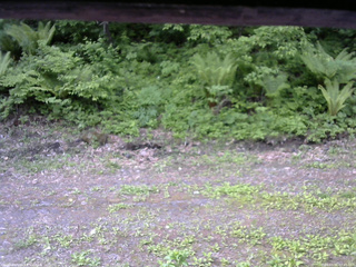 長野県菅平高原 ゆたか山荘 東側(坂下) 2026/05/31 07:45