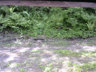 長野県菅平高原 ゆたか山荘 東側(坂下) 2026/05/31 09:30