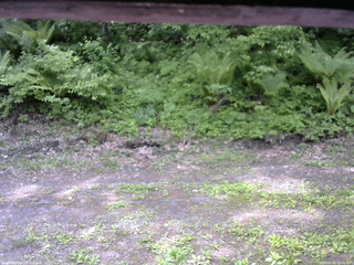 長野県菅平高原 ゆたか山荘 東側(坂下) 2026/05/31 09:45