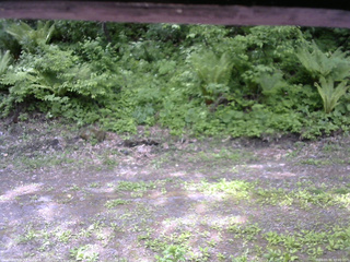 長野県菅平高原 ゆたか山荘 東側(坂下) 2026/05/31 10:00