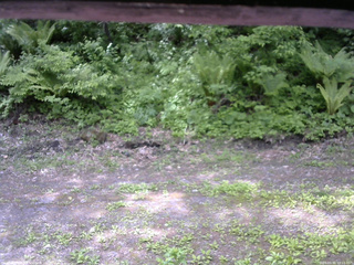 長野県菅平高原 ゆたか山荘 東側(坂下) 2026/05/31 10:15