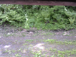 長野県菅平高原 ゆたか山荘 東側(坂下) 2026/05/31 11:45