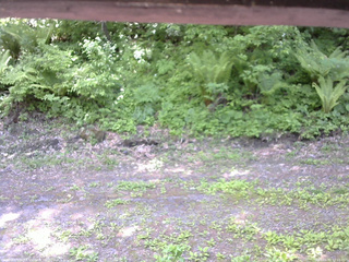 長野県菅平高原 ゆたか山荘 東側(坂下) 2026/05/31 12:15