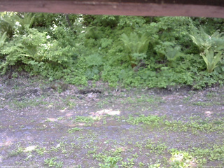 長野県菅平高原 ゆたか山荘 東側(坂下) 2026/05/31 12:30
