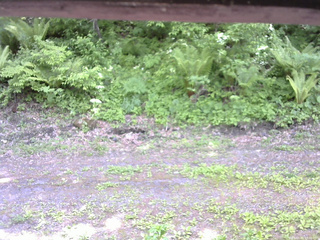 長野県菅平高原 ゆたか山荘 東側(坂下) 2026/05/31 13:30