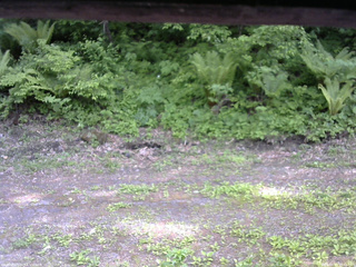 長野県菅平高原 ゆたか山荘 東側(坂下) 2026/05/31 15:45