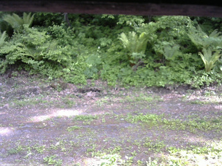 長野県菅平高原 ゆたか山荘 東側(坂下) 2026/05/31 16:00