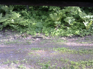 長野県菅平高原 ゆたか山荘 東側(坂下) 2026/05/31 16:45