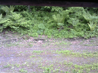 長野県菅平高原 ゆたか山荘 東側(坂下) 2026/05/31 17:15