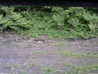 長野県菅平高原 ゆたか山荘 東側(坂下) 2026/05/31 18:30