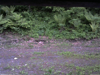 長野県菅平高原 ゆたか山荘 東側(坂下) 2026/05/31 19:00