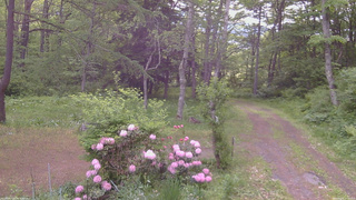 長野県菅平高原 ゆたか山荘 坂上 2026/05/31 07:30